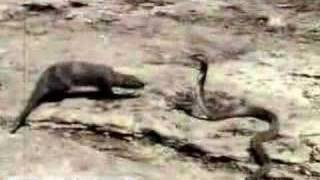 Mongoose Attacking an Asian Cobra Britannicacom [upl. by Atin343]