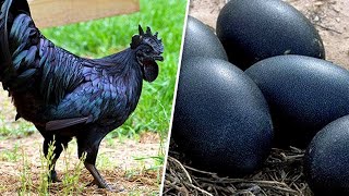 Top 10 of the world’s most unusual chicken breeds [upl. by Hanway104]