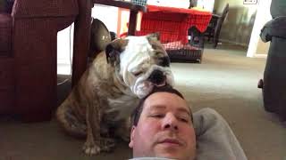 Dog Owner Tries To Watch Football With English Bulldog [upl. by Maltzman]