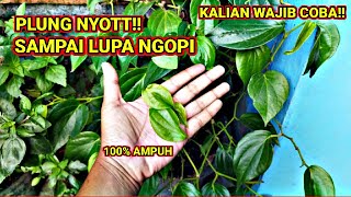 INSYAALLAH SEMUA PEMANCING AKAN SUKA DENGAN DAUN INI‼️ [upl. by Loftus]