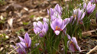 Safran  faitesvous une fleur à moindre frais [upl. by Hendrik]