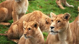 Zoo de Cerza au coeur du plus grand zoo de Normandie [upl. by Oinotnaocram]