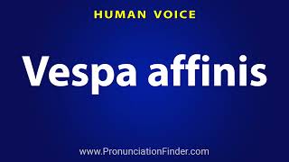 How To Pronounce Vespa affinis [upl. by Hermine]