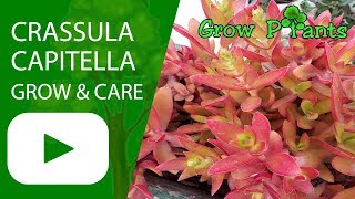 Crassula capitella  grow amp care Campfire [upl. by Rhu]