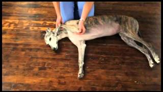 Video 5 Dog Physical Therapy Elbow Flexion and Extension [upl. by Durante]