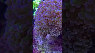 Frogspawn coral are one of the coolest coral to have in a reef A must have frogspawn euphyllia [upl. by Vanny3]