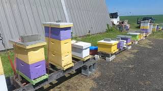 2024 Removing Queen cages using the hive lifter [upl. by Alexandro]