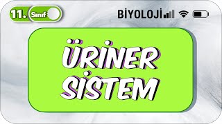 11 Sınıf Biyoloji Üriner Sistem TEK VİDEODA KONU ANLATIMI ✍️ [upl. by Harald]