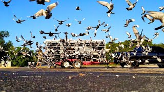 Professional Pigeon Racing Texas Country Reporter [upl. by Kcirrez]