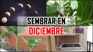 Qué SEMBRAR en DICIEMBRE y además CALENDARIO LUNAR Fases  Siembra MES a MES  Locos por la huerta [upl. by Rehtse647]