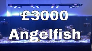 £3000 Angelfish  Sleepless nights  Waterbox Aquariums Angelfish Reef LX 2706  Part 11 [upl. by Tratner945]