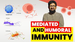 Cell Mediated and Humoral Immunity [upl. by Namajneb]