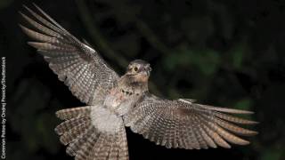 Common Potoo [upl. by Enad674]