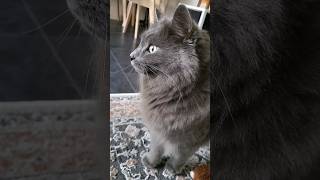 Nebelung cat with super soft trilling 💖 [upl. by Ayhay]