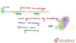 What is the role of gibberellins in promotion of seed germination  CLASS 11  PLANT GROWTH AN [upl. by Marpet]