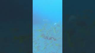 ヨスジフエダイ【Lutjanus kasmira】海 sea diving log record 魚 fish seadiving underwater [upl. by Cela212]