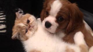 Cavalier King Charles Spaniel and Exotic Persian brotherly love [upl. by Segalman]