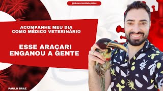 Araçari como um veterinário cuida de uma ave como esta [upl. by Melas]