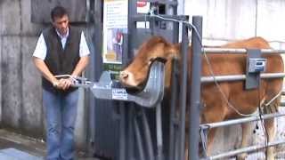 Cattle Head holder Cow Scoop part 1 [upl. by Los]