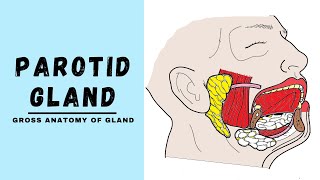 Parotid Gland Anatomy [upl. by Huang]