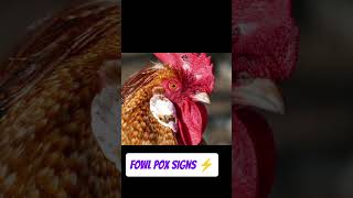 Fowl pox signs in poultry fowlpoxpoultryfarmingveterinary poultryfarm poultryhouse [upl. by Hajidak940]