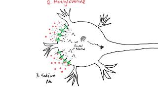 Graded Potentials and Action Potentials [upl. by Rehtse779]