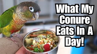 WHAT MY CONURE EATS IN A DAY  Parrot Food  BirdNerdSophie [upl. by Norra]