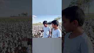 Cotton farmcotton farming brisbane queensland [upl. by Nalac747]