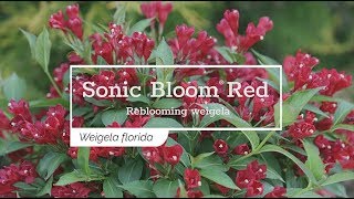 30 Seconds with Sonic Bloom® Red Weigela [upl. by Malvie]