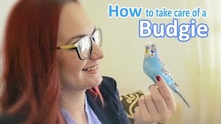 How to Take Care of a Budgie Parakeet  All The Basics and more [upl. by Enyawed680]