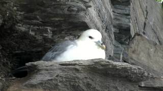 Fulmar [upl. by Aileen]