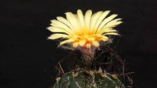 Astrophytum capricorne var minor flowering [upl. by Keenan]