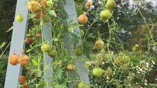 Balloon Vine  Cardiospermum halicacabum [upl. by Lemuelah]