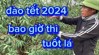 đào tết 2024 bao giờ thì tuốt lá  thời điểm tuốt lá đào nở đúng dịp tết [upl. by Airoled366]