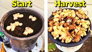 How to Grow Ginger From STORE Bought Ginger in Containers [upl. by Erihppas]