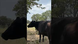 Myths vs Facts 100 GrassFed Beef [upl. by Viv]