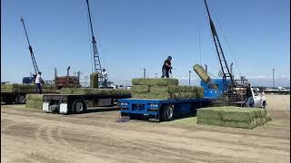 Tulare California Antique Farm Show event showing how Hay was once loaded Hay Race [upl. by Mossman229]