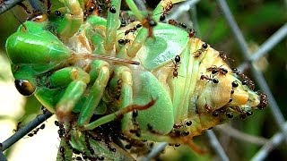 Cicada Life And Death The Dangers Of Adult Cicada Life Cycle  Ants [upl. by Regan645]