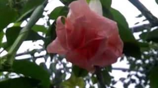 brugmansia pink perfection [upl. by Bette]