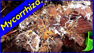 Mycelium Growth  Wood Chips Mycorrhiza Fungi [upl. by Saul]