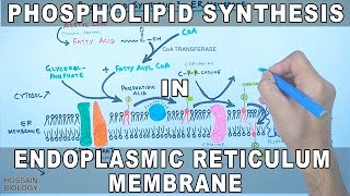 Phospholipid Synthesis in Endoplasmic Reticulum Membrane [upl. by Rasia581]