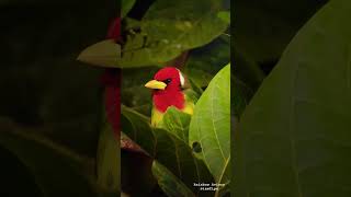 BEAUTIFUL REDHEADED BARBET । Rainbow Aviary । shorts birds wildlife viralvideo shortsvideo [upl. by Adnilym]