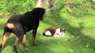 Cat vs Rottweiler  NEW [upl. by Yleik]