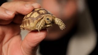 3 Care Tips for Sulcata Tortoises  Pet Reptiles [upl. by Werdnaed115]