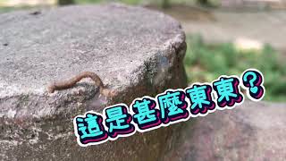 大自然放大鏡🔎 幼蟲 wriggling inchworm [upl. by Notnerb919]