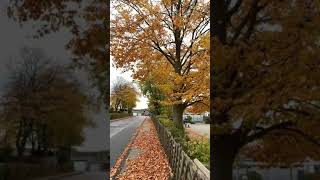 Осеннее утро🍁 город Beckum Germany shorts autumn [upl. by Laurianne]