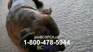 SPCA Commercial 2013 [upl. by Wilburt]