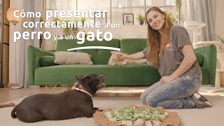 ¿Cómo presentar a un perro y un gato Sigue estos pasos para que se lleven bien [upl. by Juliane846]