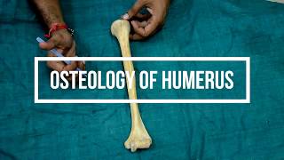 Osteology of Humerus [upl. by Ettenotna]