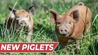 Raising PIGS for BEGINNERS InDepth Guide [upl. by Yarahs741]